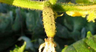 Proč vaječník okurek zvadl a nedal ovoce - pojďme na to přijít